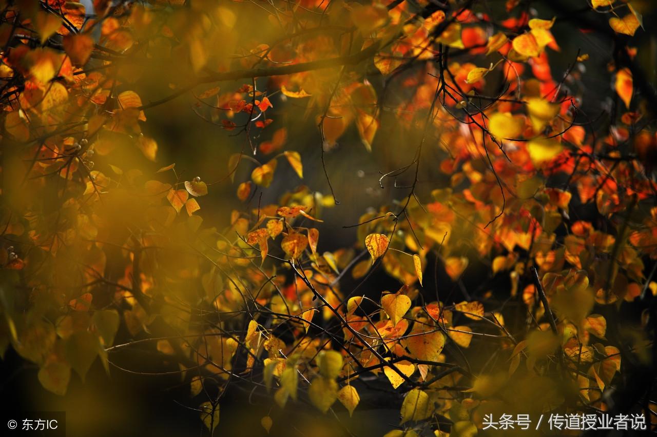 秋景作文5篇高中优秀范文(秋天的景色)-电子课本网 秋景作文5篇高中优秀范文(秋天的景色)