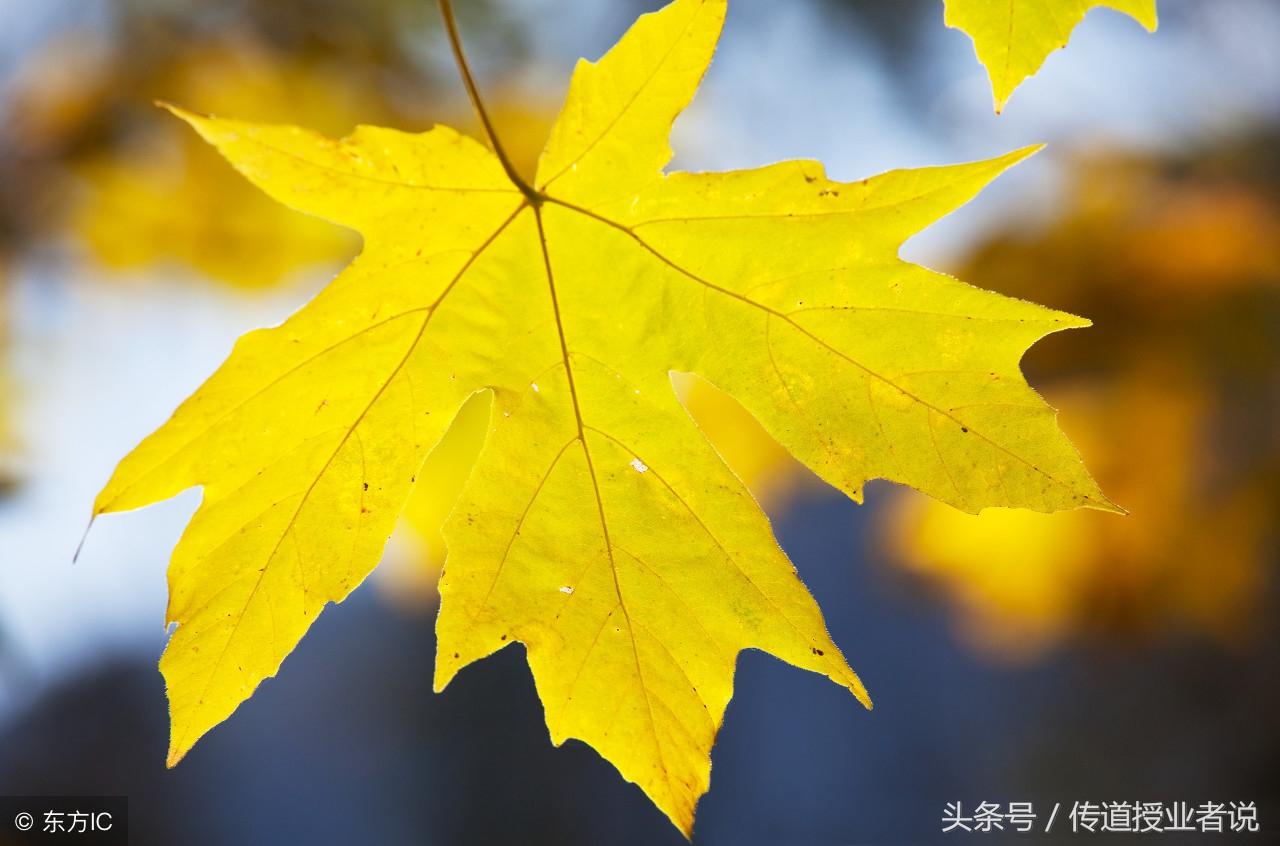 秋景作文5篇高中优秀范文(秋天的景色)-电子课本网 秋景作文5篇高中优秀范文(秋天的景色)