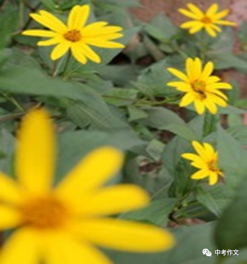这边风景独好作文1000字(初中优秀范文)-电子课本网 这边风景独好作文1000字(初中优秀范文)